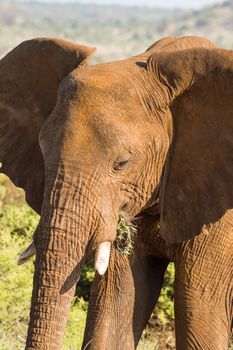 An old elephant in the savannah of Samburu Park in central Kenya