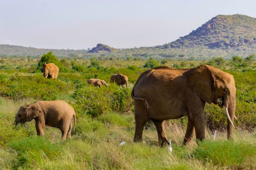 A elephant family in the bush of the samburu national park. The elephant family in the bush of the samburu national park