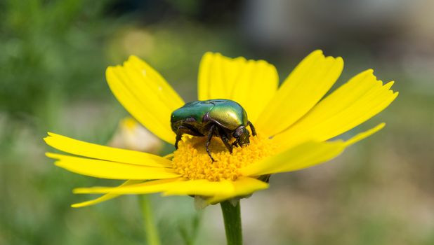 Green beetle, green rose chafer on a yellow flower in the garden on a summer day