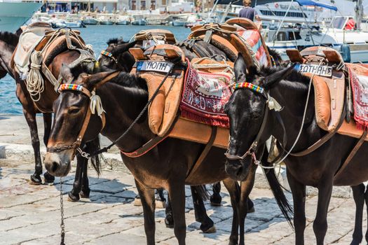 Dunkey taxies are waiting for the tourist in the port to carry them instead of cars on a hot summer sunny day on Hydra Island, Saronic Islands, Greece, Europe 