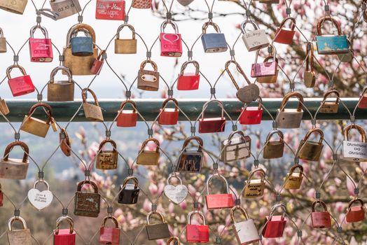 Many  locks of love with a pink Liriodendron (Tulip tree) in the background in Linz, Austria
