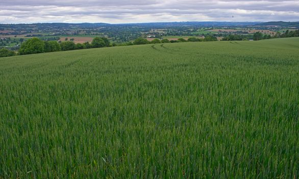 Wheat field with forests and sky in background