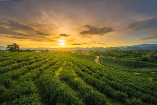 Beautiful sunsets at Chui Fong Tea Plantation   This is a popular tourist attraction in Chiang Rai. Beautiful sunset