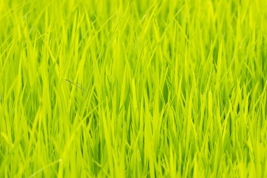 Baby rice tree at organic farm in daylight. Concept of agriculture and farmer.