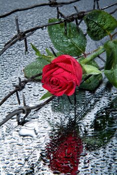 Rose and barbed wire on a glass with waterdrops