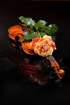 Rose and vilin on a glass studio background