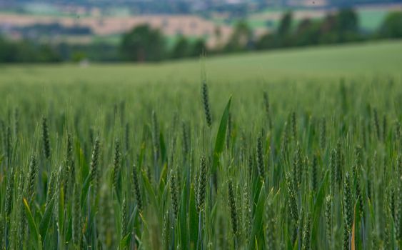 Close up view on wheat field at peaceful French countryside