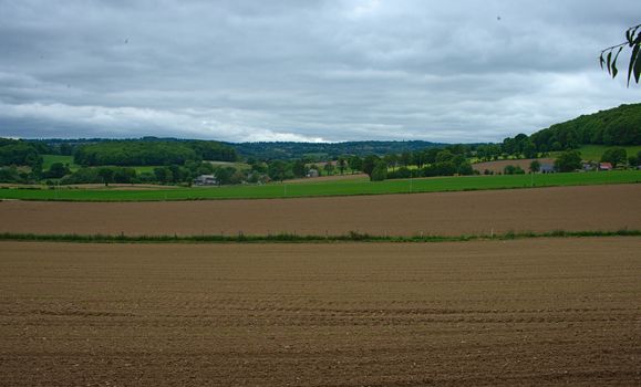 Agricultural field with small corns growing and cloudy sky