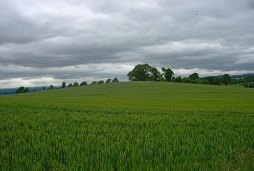 Wheat field with forests and sky in background