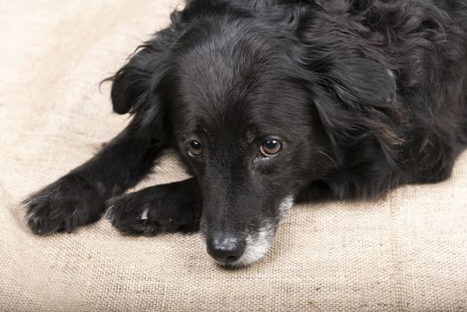 Portrait of a nice black dog is lying on the floor