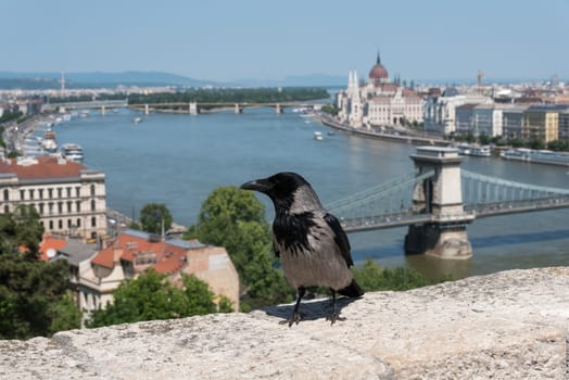 A friendly hooded crow was waiting for someone to feed him in the Buda Castle, Hungary in the background the Danube (Duna River), the Margaret Island, the Parliament and the Chain Bridge