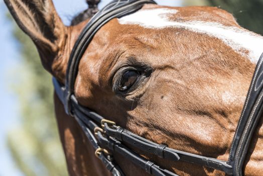 Nice close up portrait, headshot photo of a brown horse 