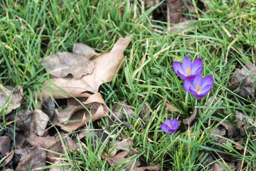 Purple spring crocuses shows the end of the winter among the autumn dried leaves