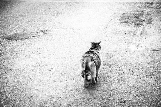 Stray cat is walking alone on the street searches for home, hopes to find a lovely, warm family an food