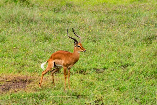 Male Impala in Nairobi National Park.Kenya