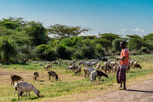 Kenya.2019 year. janvier 2.Masai shepherdess with goats near water hole in Samburu