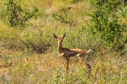 Female impala with young impalas, Samburu Game Reserve, Kenya