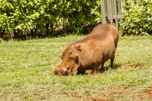 A warthog just emerging from a brush thicket at the elephant orphanage in Nairobi, Kenya.