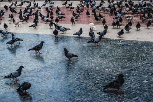 Pigeon in a square in Barcelona