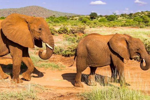 An elephant and his little. One in a walk in the savanna of the park Samburu in Kenya