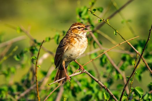 Sparrow on a branch. Sparrow branch bird animal wing feather flight fly little tree sky blue leaf spring summer bud bright daylight beak birdwatching songbird