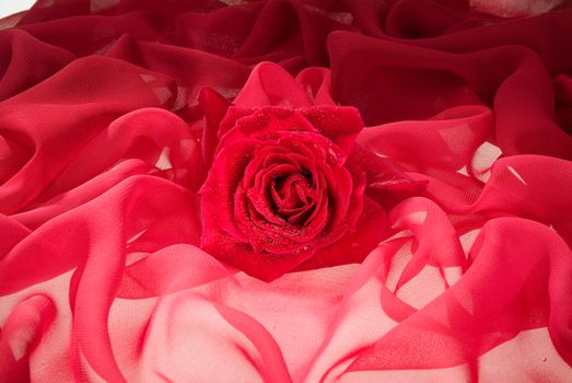 Flowers on a fabric studio background