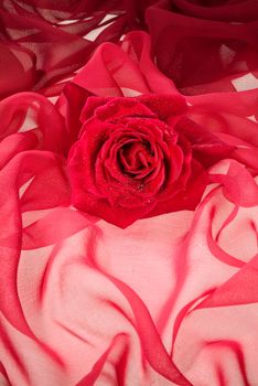 Flowers on a fabric studio background