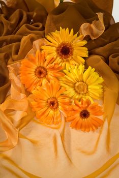 Flowers on a fabric studio background