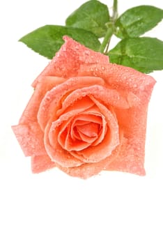 Red rose with drops of water on an isolated studio background