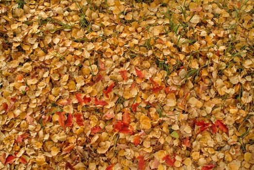 Texture of yellow autumn leaves