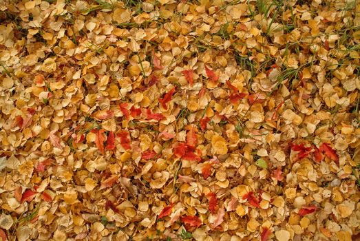 Texture of yellow autumn leaves