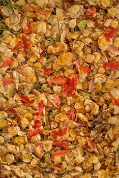 Texture of yellow autumn leaves