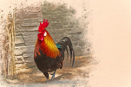 Rooster walking in the farm. Digital watercolor painting effect. Copy space for text.