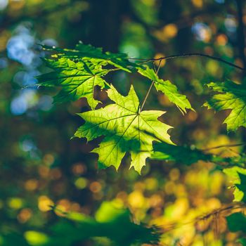 Green maple foliage on a forest background