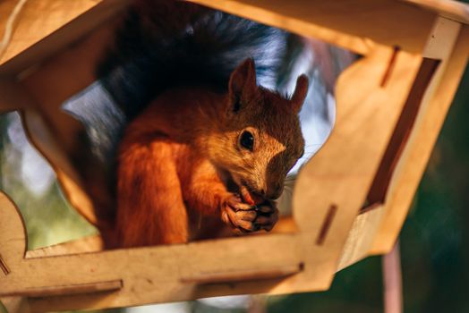 Red squirrel eats nuts in handmade feeder in city park.