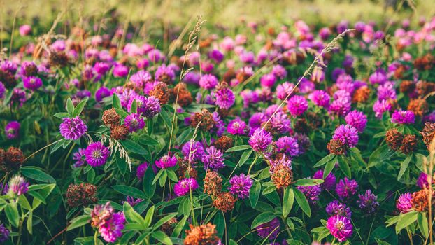 Meadow of Pink Clover Flowers on a Sunny Day. Selective Focus.