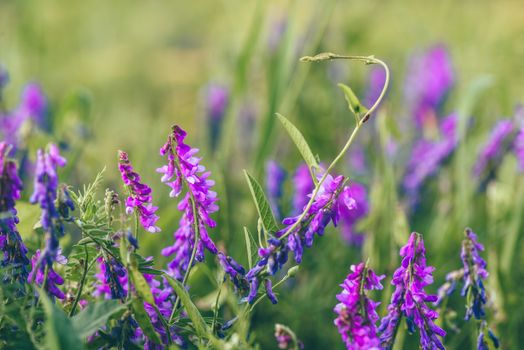 Beautiful purple bird vetch flowers on blurred background. Selective focus.