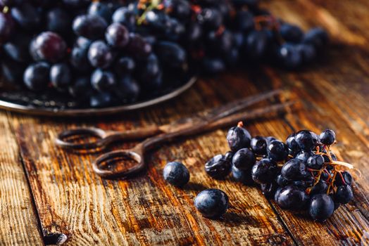 Blue Vine Grapes and Rusty Scissors on Wooden Surface.