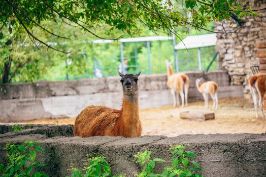 Red and furry alpaca in a farm. Few alpacas on background.