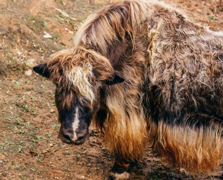 Young furry yak without horns on the pasture.