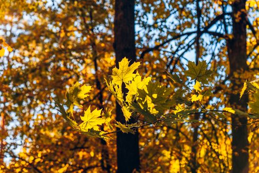 Yellow maple foliage on a forest background