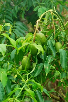 Olive oil crops of Thailand. Producing oil, frying food and making cosmetics.