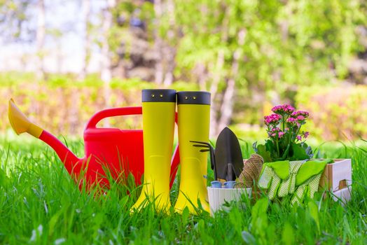 concept photo spring seedlings in the backyard planting facilities for watering and planting