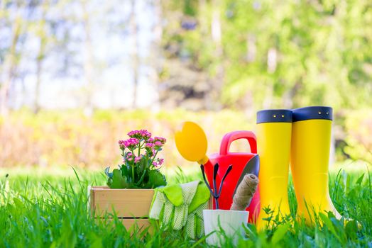 Beautiful flower in a wooden box for planting in the garden, watering can and yellow rubber boots closeup objects