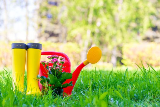 yellow rubber boots, a beautiful flower and a red watering can on a green lawn on a spring day close up