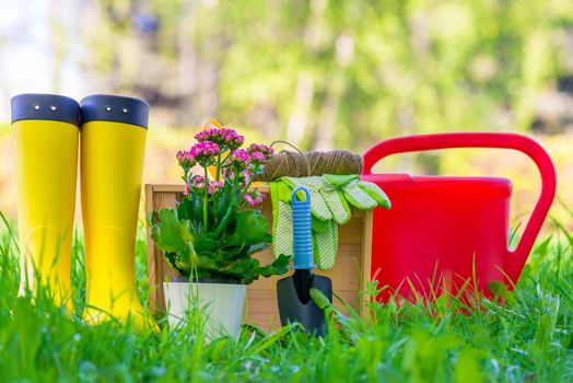 flower for transplanting into the open ground, rubber boots and objects for working in the garden - a concept photo of spring works in the garden