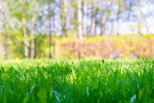 Natural background - lawn spring grass close up, space for inscription from above