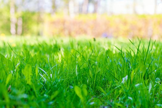 natural background juicy lawn spring grass close-up