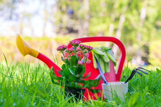 tools gardener and a beautiful flower in a pot close up in the backyard of the house