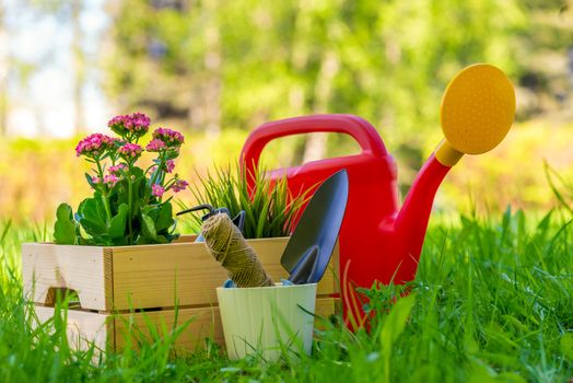 in a wooden box flowers for planting in the open ground garden and gardener's tools close up